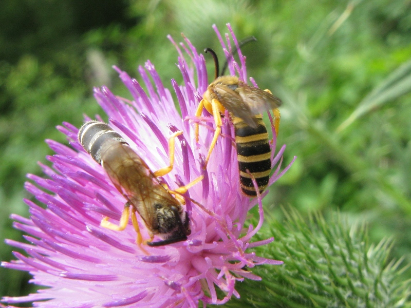 halictus scabiosae